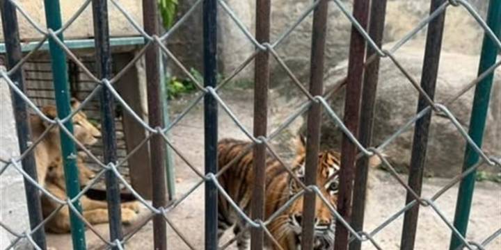 Denuncian malas condiciones en el Zoológico de Puerto Vallarta: internautas exigen cierre e investigación