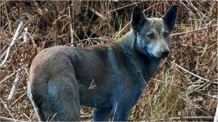 Ciencia explica aparición de perros con pelo azul en Chernóbil