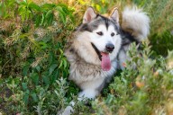 Best Puppy Dog Foods for Alaskan Malamutes