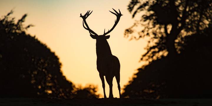 Tennessee man convicted of illegally killing deer on state prison property