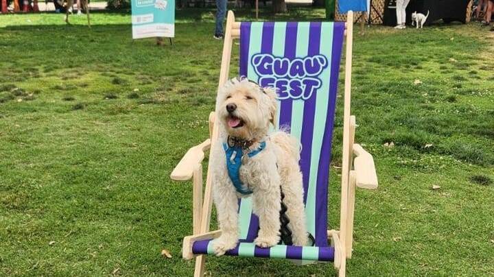 GuauFest 2025: el primer parque de diversiones para perros llega a Chile con más de 20 experiencias únicas