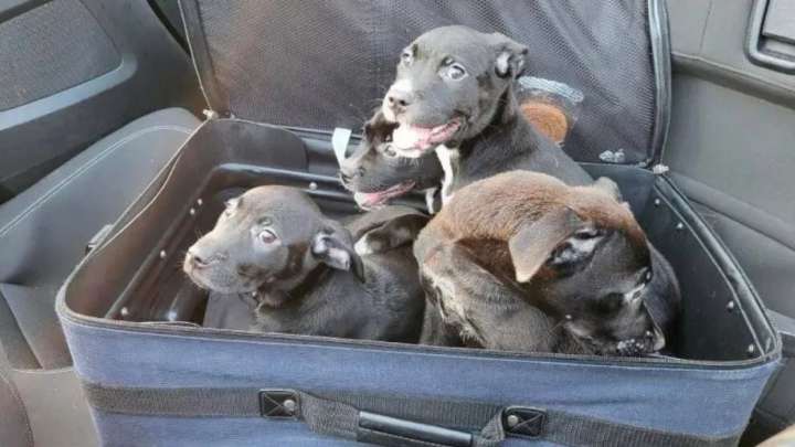 Abandoned Suitcase On North Carolina Road Hides Four Tiny Lives In Need Of Care