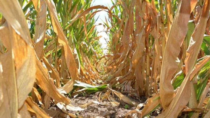 Chicharrita: la presencia del vector sigue contenida, pero persisten focos en regiones endémicas