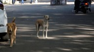 Bhopal News: 2 Lakh Stray Dogs To Be Removed From Public Places; BMC Gets Into Mission Mode After SC Order Follow