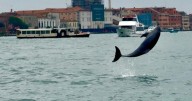 Venice’s newest marvel is an acrobatic dolphin. His refusal to leave puts him in danger