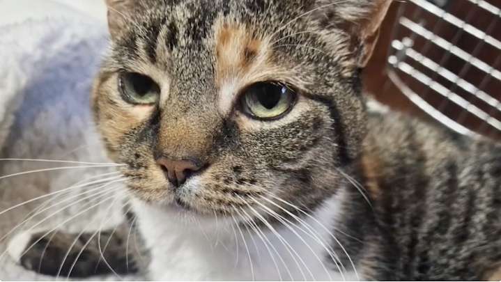 N.J. family lost their kitten. A decade later, their phone rang with impossible news.