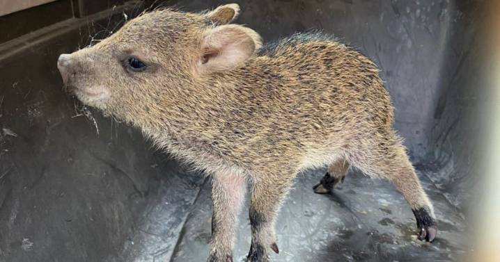 Una historia con final feliz: vecinos y autoridades logran que cría de pecarí se reúna con su familia