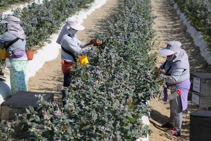 Perú superaría a Chile este año en exportación agrícola con envíos de US$ 10,194 millones