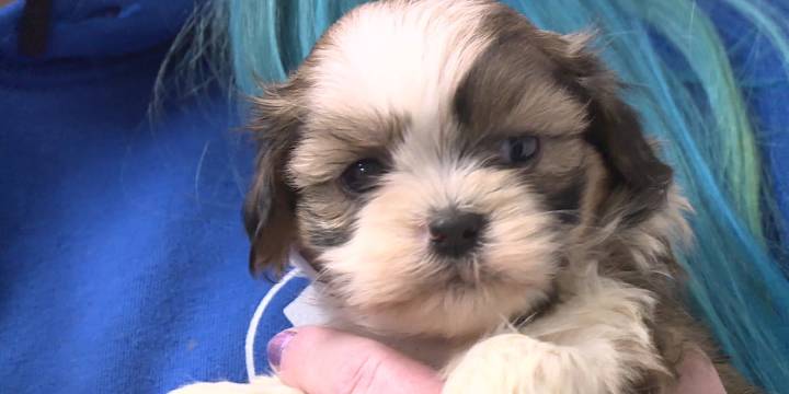 Green County Humane Society needs foster families, donations after more than 50 dogs rescued