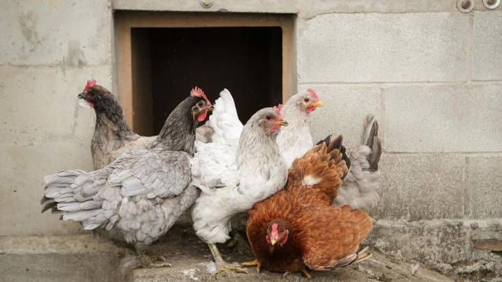 El Gobierno amplía el confinamiento de aves de cría a todas las granjas de España por la gripe aviar