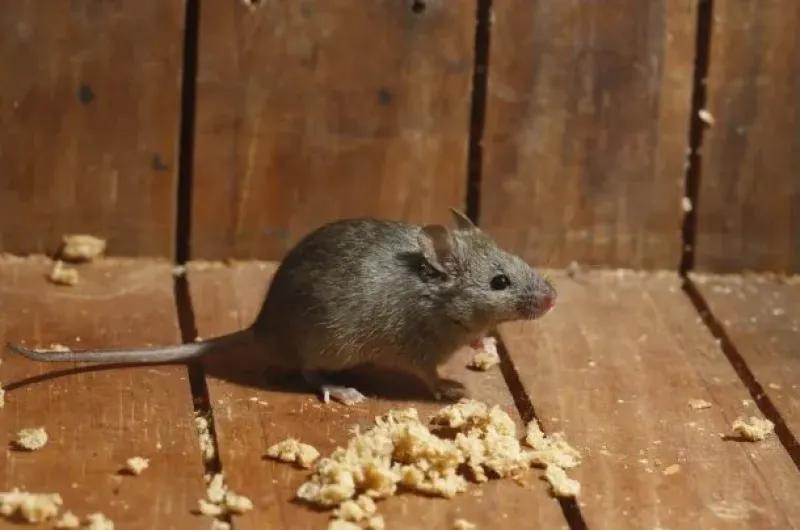 Confirmaron una muerte por hantavirus y activaron el protocolo sanitario