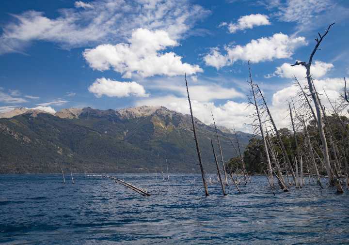 Así es el impactante bosque sumergido en un lago patagónico: cómo visitarlo