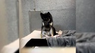 California Puppy Saved From Euthanasia Deserves A Forever Home, But Nobody's Interested
