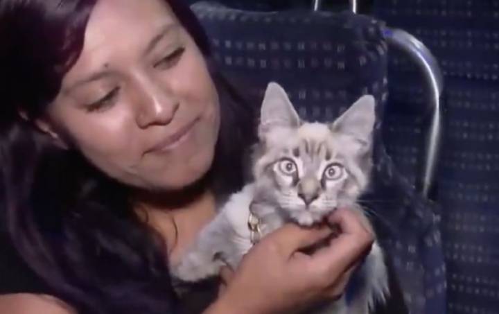 Robo del “michi cobrador” desata furia en Puebla: buscan a Zafiro