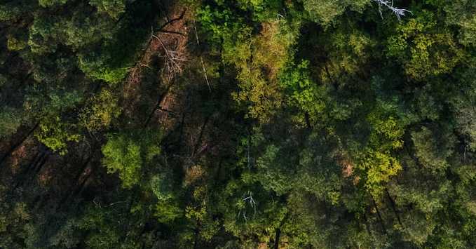 China creó el mayor bosque artificial del mundo