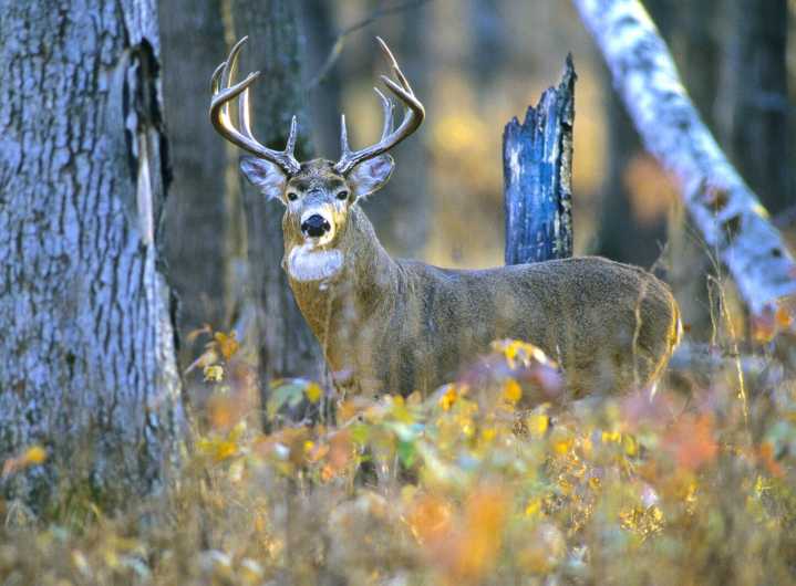 Minnesota’s firearm deer hunting season is here