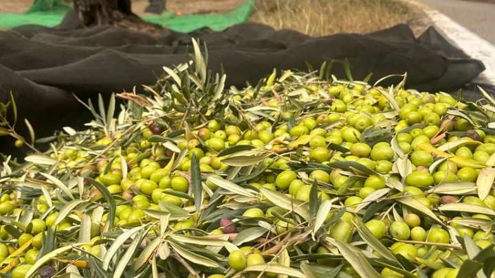 La UE registra la Denominación de Origen Protegida (DOP) de Aceite del Somontano