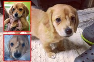 Narwhal, el cachorro con una cola en la frente que inspira al mundo -