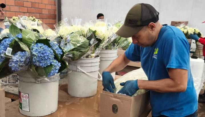 La empresa del oriente antioqueño que envía hortensias a varios países en el mundo
