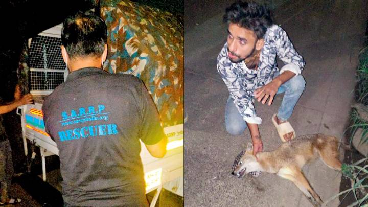 Quick action saves golden jackal hit by speeding car in Mira