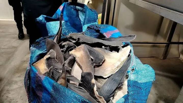 PNP incautó 12 toneladas de aletas de tiburón que iban a ser exportadas a Asia: su valor supera los $ 15 millones