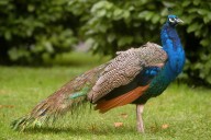 Detectado un positivo de gripe aviar en un pavo real del parque municipal de Guardamar