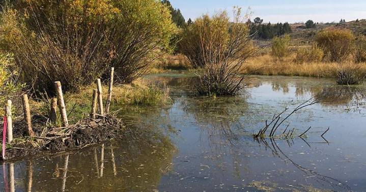 Landowner Habitat Enhancement Program in Idaho maintains, develops, improves fish and wildlife habitat
