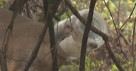 Wardens looking for deer with jar stuck on head in South Hills