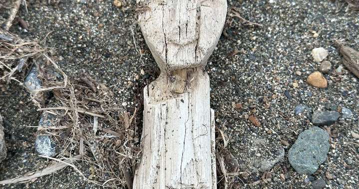 Faces on a beach in Southwest Alaska | Alaska Science Forum