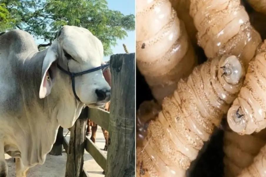 Jalisco confirma primer caso de gusano barrenador del ganado en Encarnación de Díaz