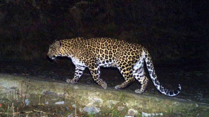 Three leopards captured in Shirur within 24 hours, one trapped on Fiat campus