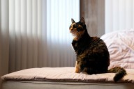 Pets contribute to greenhouse gases like us. Here’s how to reduce their carbon pawprint