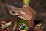 Descubren la rana chocolate en los bosques de niebla del Huila