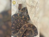 ¡Qué susto! Encuentra víbora de tres metros al interior de su casa en CDMX