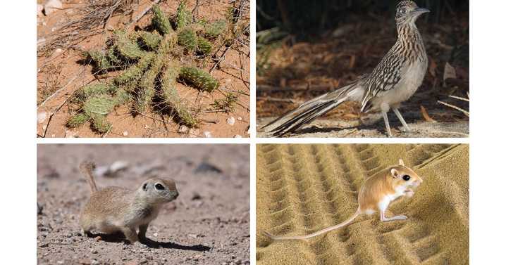 Médanos de Samalayuca, desierto que alberga a 170 especies animales