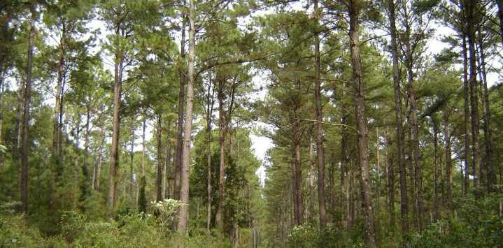 La inversión no bancaria en proyectos sustentables sumó US$ 41 millones entre 2023 y 2024