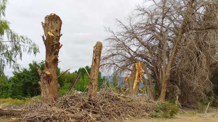 Zonda: piden al municipio que retire los restos de una tala y reforeste la zona
