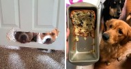 The ‘Guilty Dog’ Challenge Got People Competing About Whose Dog Is The Naughtiest (27 Pics)