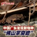 Descubren otra especie de rana en China y la llaman Kung fu