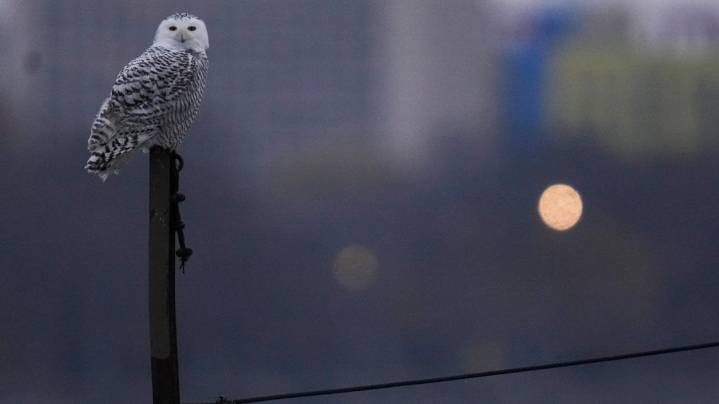 A pair of snowy owls spotted along Lake Michigan beach draws crowds in Chicago