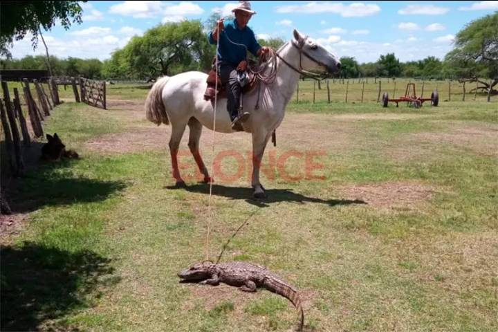 Aseguran que “la población de yacarés está en aumento en Entre Ríos”