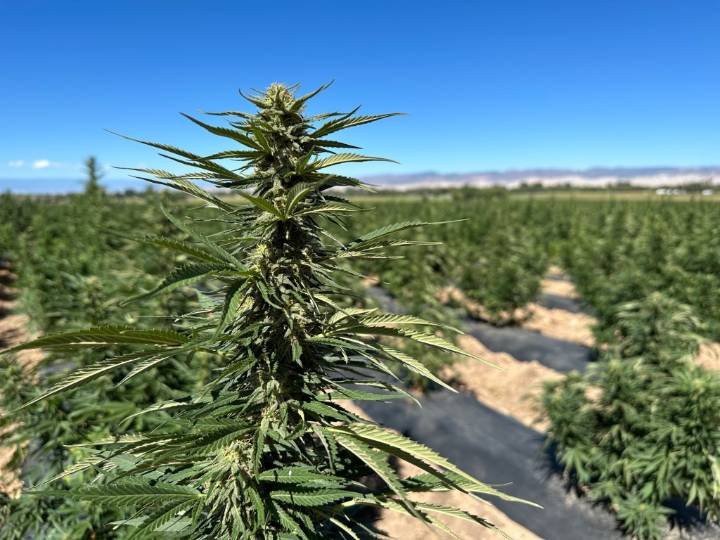 Colorado hemp, CBD industries at risk with government reopening