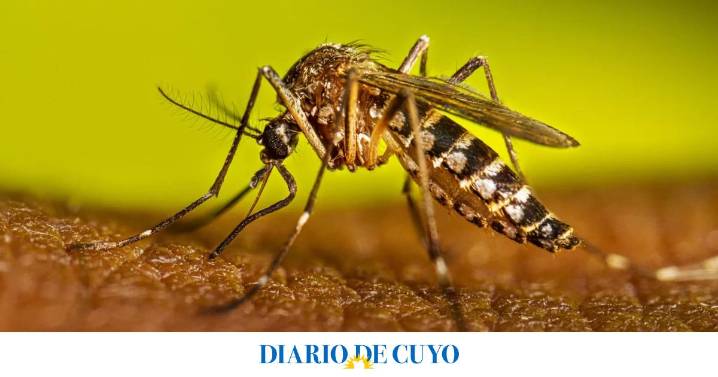 Después de las lluvias, Salud emitió las recomendaciones para evitar la proliferación de mosquitos