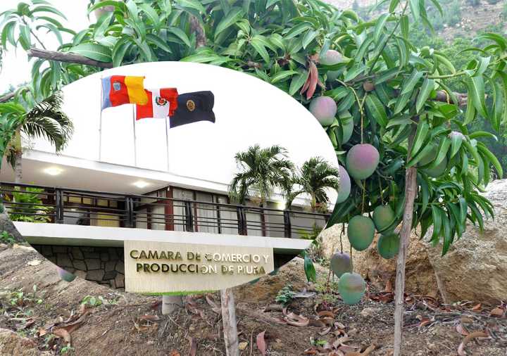 Piura: La Camco convoca mesa de diálogo por conflicto por el precio del mango