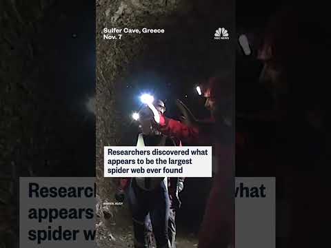 Researchers discovered what appears to be the largest spider web ever found