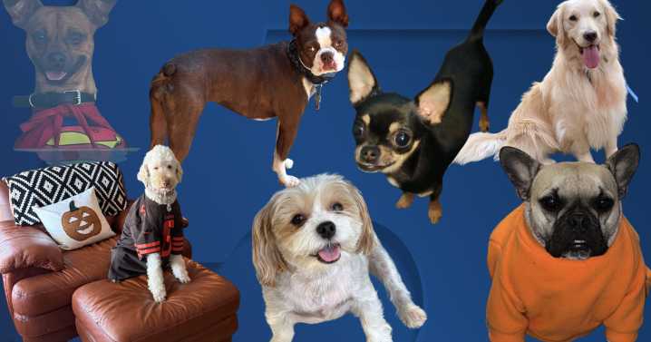 Nov. 17-23: Here is this week's Dog Walking Forecast photo gallery!