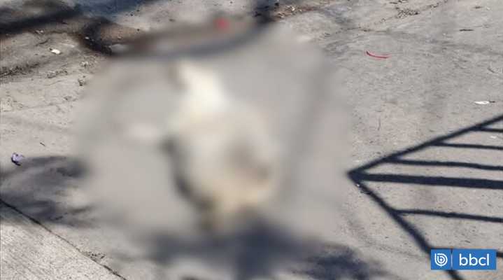 Denuncian cruel faenamiento de perros al norte de Antofagasta: diputado solicitará investigación