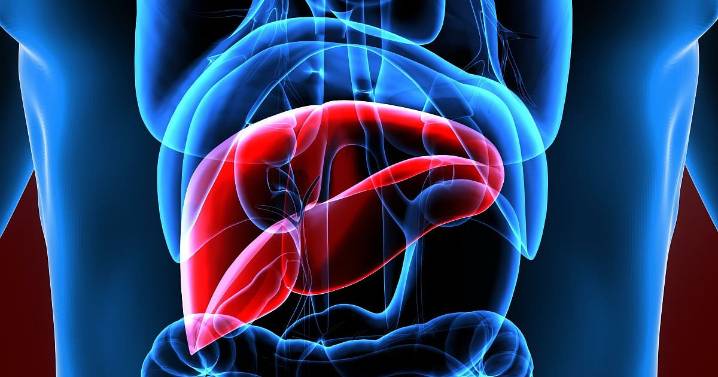 New AI Might Boost Liver Donations By Highlighting Best Potential Donors