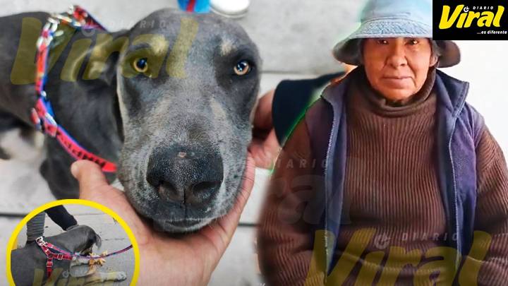 Último perrito salvado por “Julianita” la despedirá en velatorio