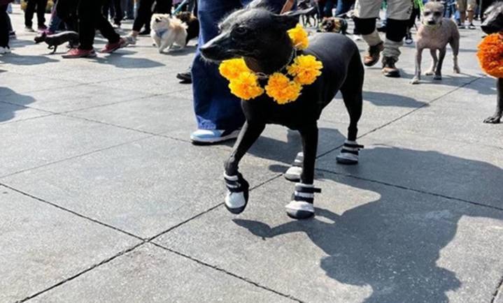 Abren paso hacia el Mictlán 296 xoloitzcuintles en el Centro Histórico
